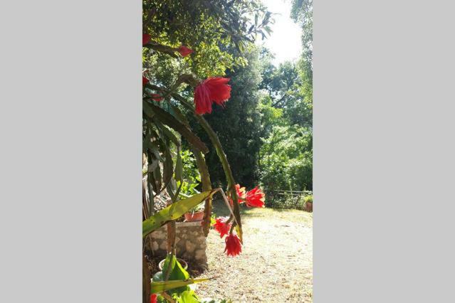 Apartamento Nel Chianti Lungo La Francigena Colle di Val d'Elsa Exterior foto