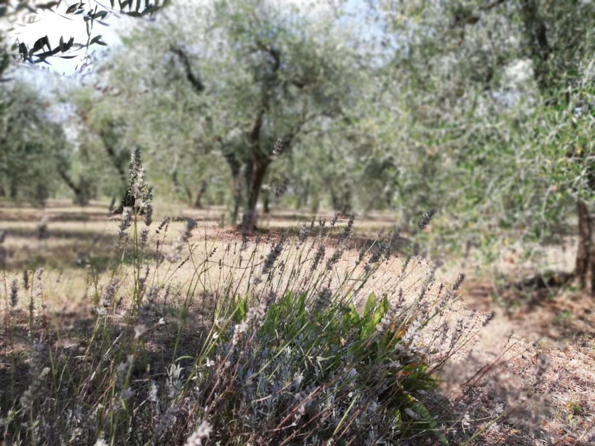 Apartamento Nel Chianti Lungo La Francigena Colle di Val d'Elsa Exterior foto